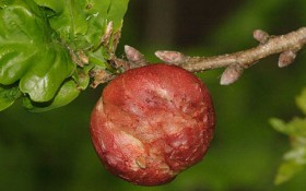 Личинки паразиты - дубовый галл