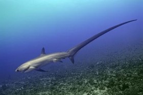 лисья акула