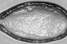 гигантский новый вирус