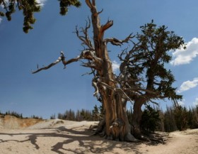  фицроя кипарисовидная