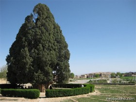 Средиземноморский кипарис Зороастрийский Сарв