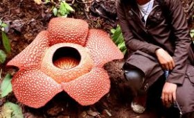 Rafflesia Arnoldii