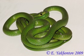 Африканский уж