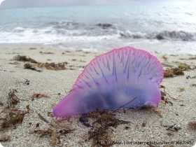 Сифонофоры