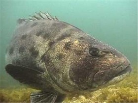 мороской окунь