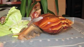 гигантская  ахатина  фулика