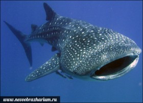 Китовая акула