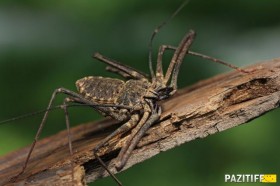  жгутоногий паук