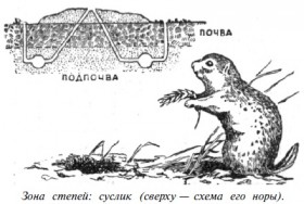 zona_stepei_suslik