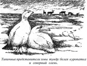 zona_tundr_kuropatka