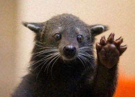 binturong