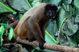 sherstistaya_obezyana