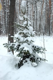 Томская писаница