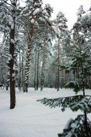 Томская писаница