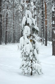 Томская писаница