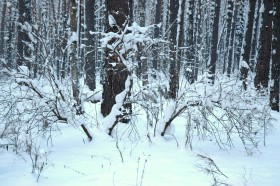 Томская писаница