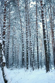 Томская писаница