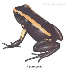 P_aurotaenia