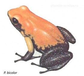 P_bicolor