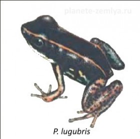 P_lugubris