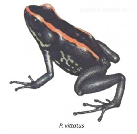 P_vittatus