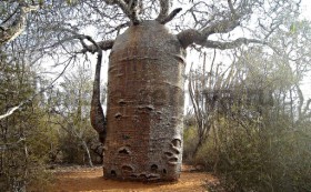 Baobab