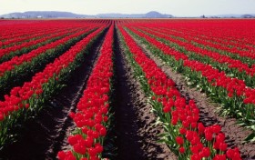 plantaciya_krasnyh_roz