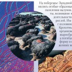 Строматолиты