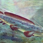 Акулы девонского периода