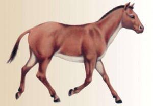 Гиракотерий