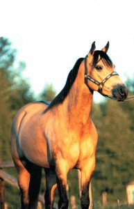 Современная лошадь