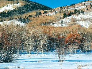 Растительность ледниковых эпох