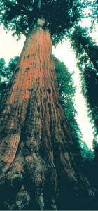 Калифорнийская остистая сосна на планете Земля