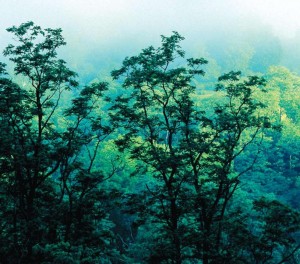 Экваториальный дождевой лес на планете Земля