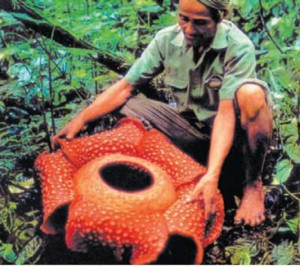 раффлезия на планете Земля