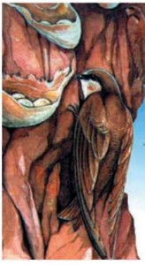 Стриж салангана на планете Земля