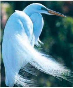 Белая цапля на планете Земля