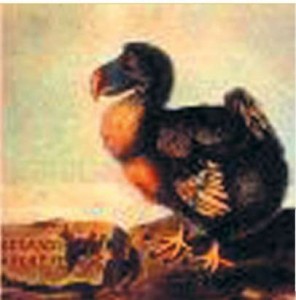 Моа на планете Земля