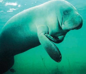 Ламантины на планете Земля